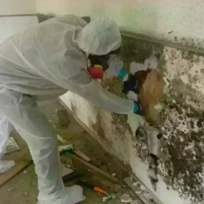 Mold Remediation and Removal in Dyer, TN